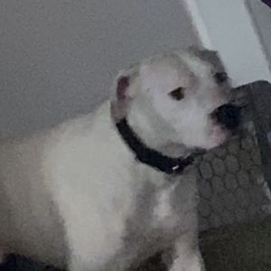 Meet your Posher, Sarjot